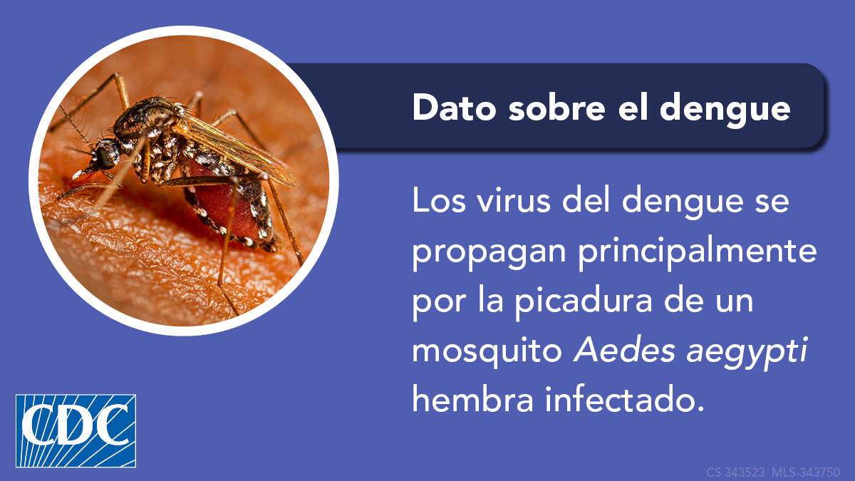 ¿Cómo se propaga el dengue?

Se propaga por la picadura de un mosquito infectado. 🦟 Solo las hembras pican ya que necesitan la sangre para desarrollar sus huevos.
 
Evita las picaduras: bit.ly/347t9SJ