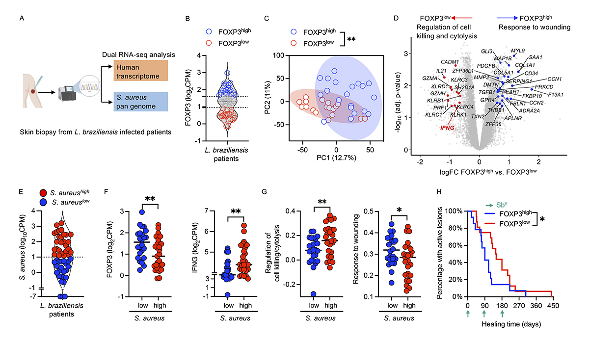 Regulatory T cells control Staphylococcus aureus and disease severity of cutaneous leishmaniasis, say Tej Pratap Singh <a href="/tpsinglab/">Tej Pratap Singh</a>, Phillip Scott <a href="/pscottlab/">Scott Lab</a> and colleagues <a href="/pennvet/">Penn Vet</a> <a href="/PennMedicine/">Penn Medicine</a>: bit.ly/3MgOlen

#InfectiousDisease #HostDefense