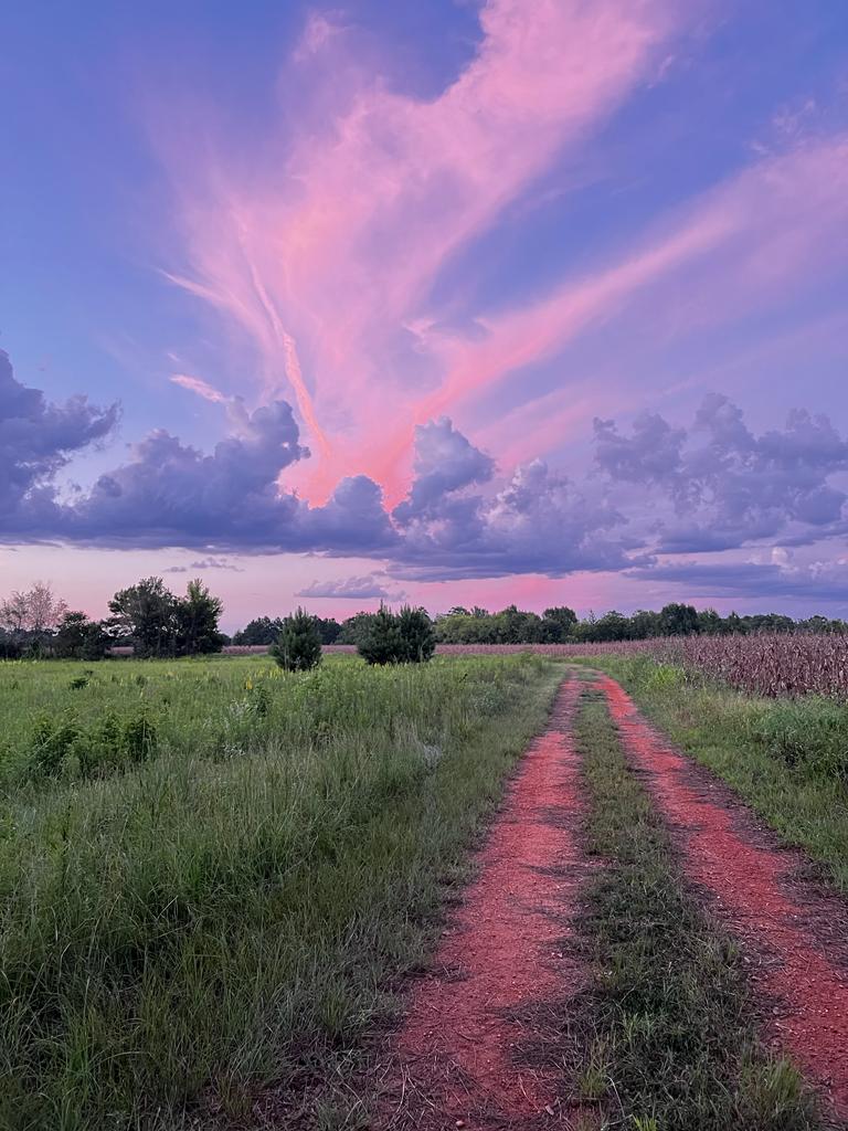 no filter #Alabama evening