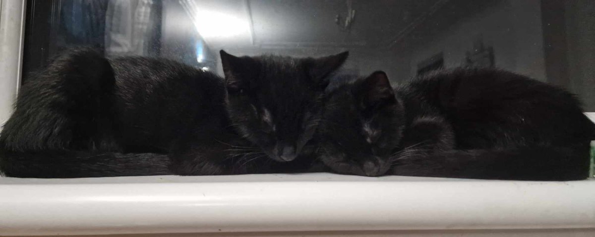 StaceyMcculloc9's tweet photo. My furr babies 🐈‍⬛😍🐈‍���🐾 Mittens and Harley https://t.co/MZJUmaRZ7M