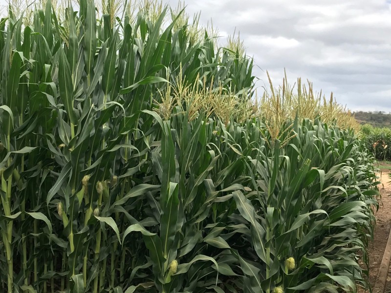 simonmaechling's tweet image. Short stature corn.

Similar yields to tall corn.
Shorter and sturdier corn.
Improved plant standability.
More precise in-season inputs.
Greater access to fields with equipment.

bayer.com/en/news-storie…