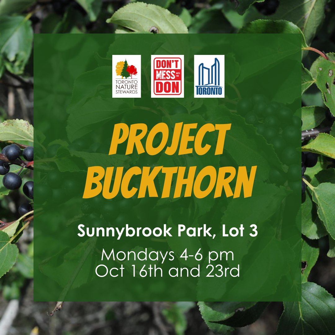Only two sessions left of Project Buckthorn! Join us to help restore Sunnybrook Park’s ecosystem! Sign up: shorturl.at/CFGP6.

#torontoravines #environmentalstewardship #stewardship #TOravines #urbanlandscape #torontoparks #volunteertoronto #invasivespecies #invasiveplants