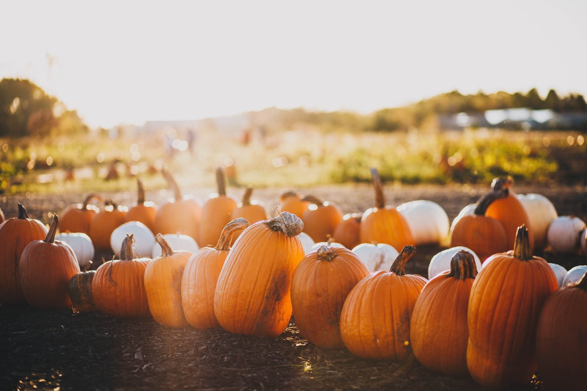 Delight your Taste Buds with this Autumn Recipe, Pumpkin & Sage Risotto
Downloadable recipe on page 25 of VIE mag’s Autumn edition
vie-mag.com/vie-mag-editio…
#risotto #risotto #risottorecipe #RisottoPerfection #autumnrecipes #autumnrecipes #autumnrecipeideas #autumnrecipes #pumpkin