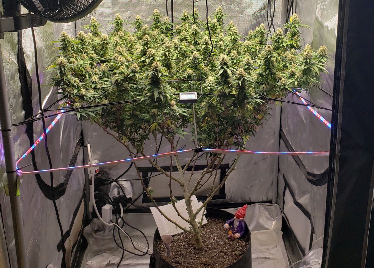 Pyedbryan's tweet image. 3 weeks of flower left, how am I expected to wait that long?