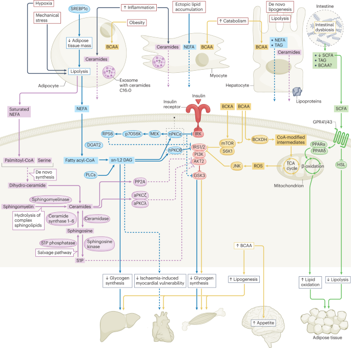 New content online: Inter-organ crosstalk during development and progression of type 2 diabetes mellitus dlvr.it/SxWLYb