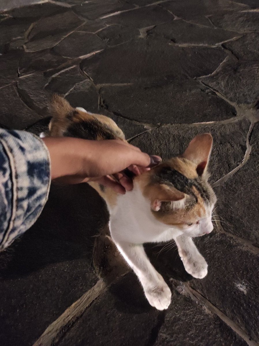 Nemu 2 majikan yang anteng bener dah 🐈