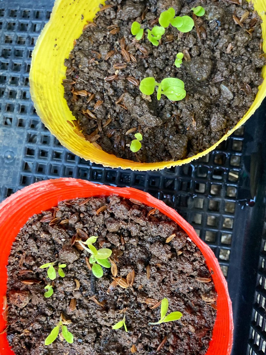 SeaGreen5Midori's tweet photo. レタス（赤、黄ポット）の双葉🌱とホウレンソウの発芽🌱
#レタス
#ホウレンソウ
#発芽
#芽
#家庭菜園
#菜園
#チビ菜園 https://t.co/Fian0M99hl