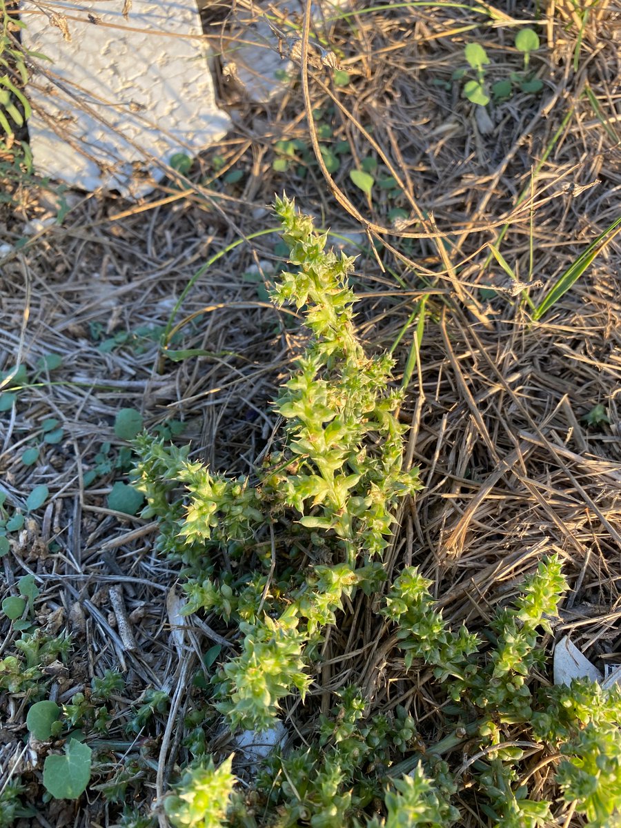 I think, Arthrocnemum macrostachyum and Salsola kali (4th pic), on wet brackish limestone rocks by the coast of Brindisi, S Italy - the former species is widely distributed in the Med, Macaronesia, N Sahara, and SW Asia; it is a taller (woody) shrub than our Sarcocornia perennis