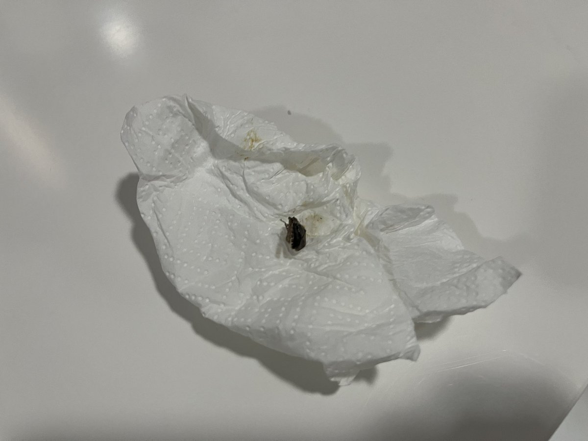 chuchief's tweet photo. https://t.co/ez5tnXAvCw
¡Peligro! Hotel con chinches, @bookingcom nos tramita la cancelación gratuita y ahora pagamos el nuevo hotel y el de las chinches. De verdad que @bookingcom es serio???
@elmundoes @el_pais @larazon_es @antena3com @telecincoes https://t.co/M2dFfaRIEw