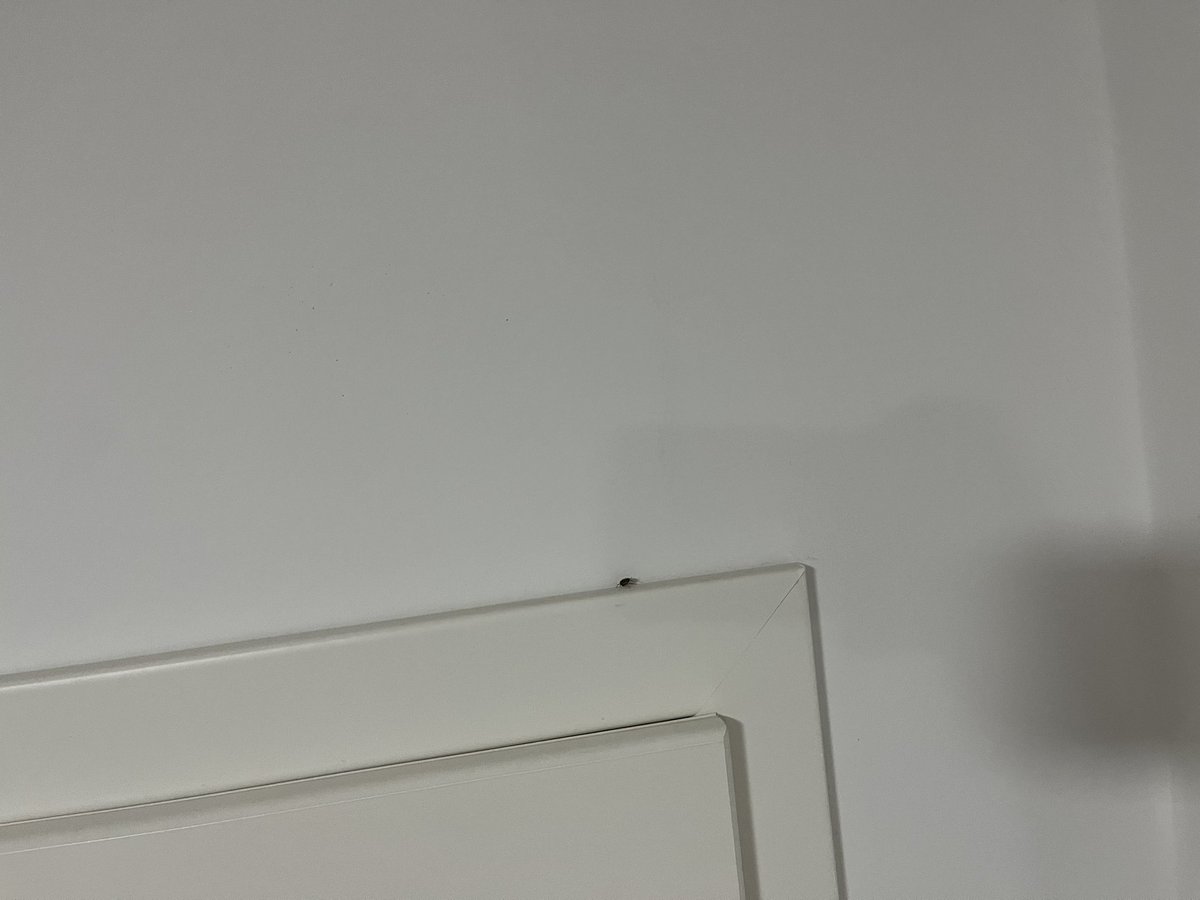 chuchief's tweet photo. https://t.co/ez5tnXAvCw
¡Peligro! Hotel con chinches, @bookingcom nos tramita la cancelación gratuita y ahora pagamos el nuevo hotel y el de las chinches. De verdad que @bookingcom es serio???
@elmundoes @el_pais @larazon_es @antena3com @telecincoes https://t.co/M2dFfaRIEw