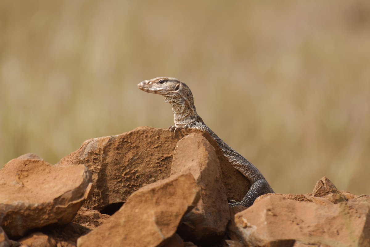 ShivaJmc12's tweet image. The Life of Dragon! 

#Monitorlizard @pargaien @UKNikon #indiaves @Natures_Voice #ThePhotoHour #BBCWildlifePOTD @AnimalPlanet @DiscoverKorea_ @WildlifeMag @NikonUSA @NatGeoIndia @BBCEarth #nikoncreators @BBC @DiscoverMag #wildlife #photooftheday #Wikipedia @WWFINDIA @AMNH…