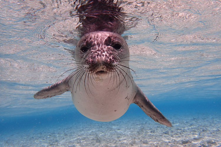 The Marine Mammal Protection Act turns 51 this weekend! 🎉 We’re celebrating by shining the spotlight on Hawaiian monk seals 🦭, and the successful conservation and recovery efforts that have cut their rate of population decline in half! fisheries.noaa.gov/species/hawaii…