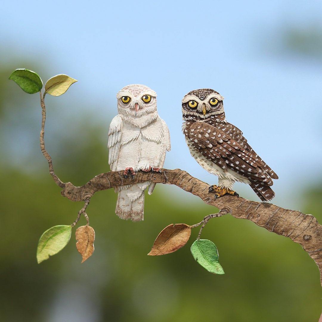 22/25 Spotted owlet with Albino spotted owlet 

These are one the most adorable owlet I have ever seen and I am lucky enough to get a chance to see them very frequently on my nature walks. This artwork is a tribute to my little walk buddy so enjoy this beauty of nature.