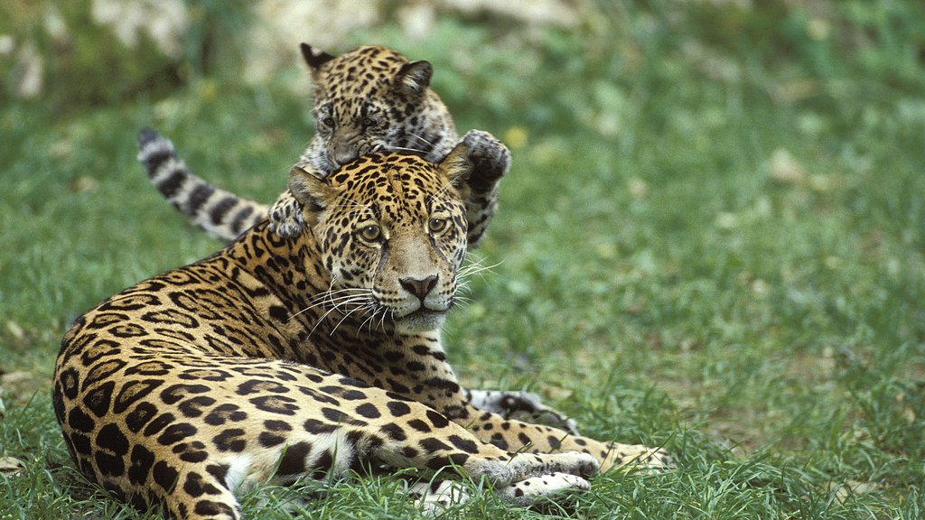 RainforestTrust's tweet photo. Today, on #GlobalCatDay, you can help protect 22,935 acres of habitat for Jaguars 🐆 and other threatened species. 

Donate now:  https://t.co/1dkFmFyZD9 https://t.co/sCeJaaTiJt