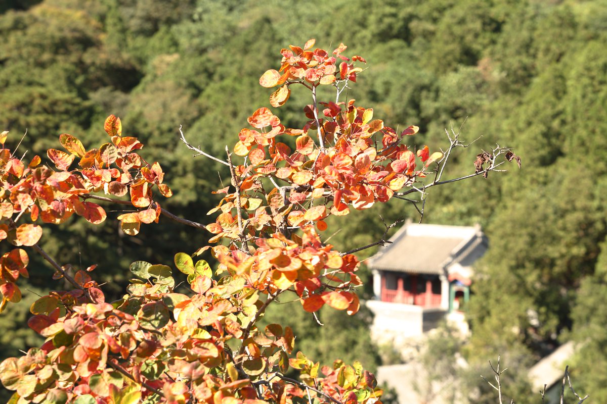 Autumn brings golden tone to life.