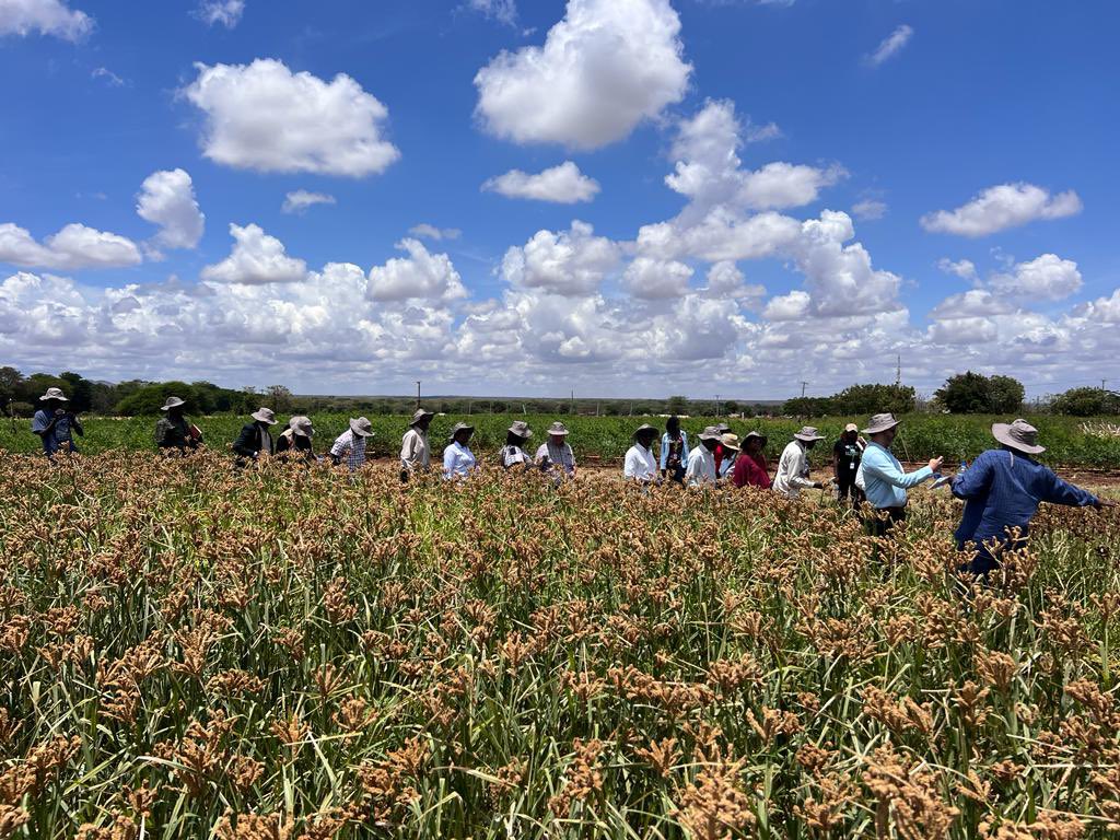 ICRISAT tweet media