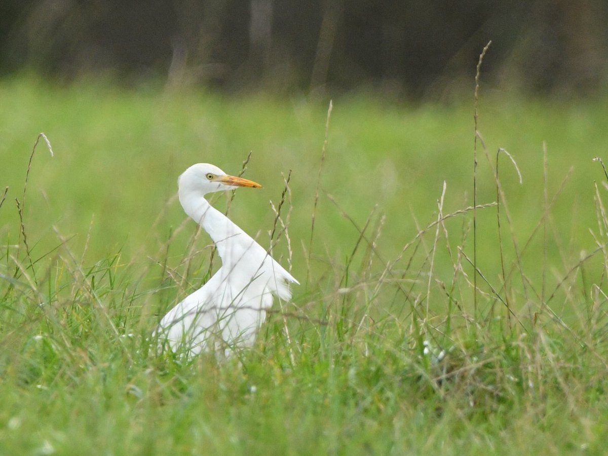 Cattle Egret, SE Cornwall. Not quite as exotic a location as those of @ljcolli ! @CBWPS1 @BTO_Cornwall @bird_tours