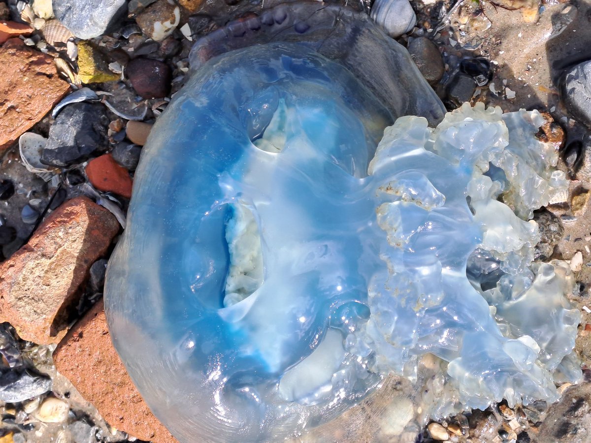 Heleenverduijn's tweet photo. Zo blauw is de  zeepaddenstoel (kwal). 
Vissers kwamen met pieren voor de visserij.
Het kwam deze dag allemaal voorbij in de haven van Sil #DeCocksdorp.
@TexelAgendaNL @texelsecourant @gemeentetxl @TexelMijnEiland @natuurdigitaal @NMTexel https://t.co/rEqfzw5kvg