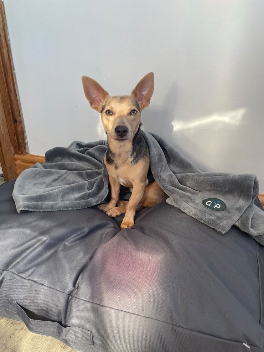 GorPets's tweet image. Have a look at Odie on his wonderful outdoor grey sleeper snuggled up under his blanket  #petstagram #petlovers #GorPets #dog #dogsofinstagram #pet #petsofinstagram #petlovers #petstagram