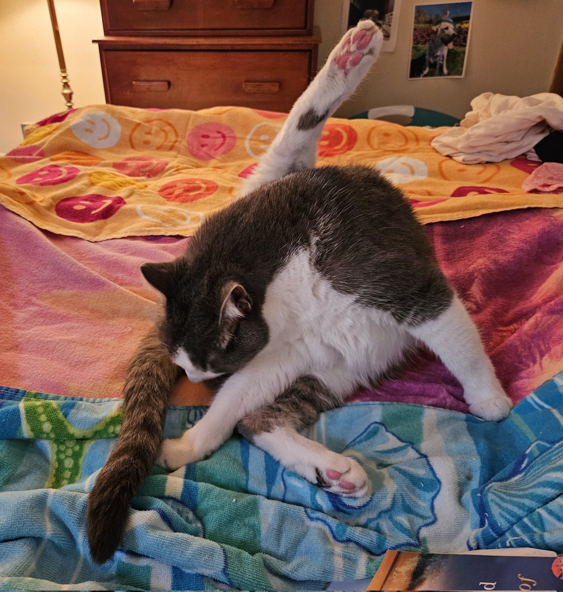 Mbh271's tweet photo. @Number10cat @PoliticalPics Gizmo is very flexible! 💝 https://t.co/7dn4MB6GfB