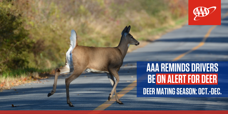 AAAVANews's tweet photo. Fall is the perfect time for a scenic drive, but watch out for wildlife crossing the road. Drive cautiously in areas prone to deer and other animals. #WildlifeSafety #WatchOutForDeer https://t.co/BGKpn4PJ7j