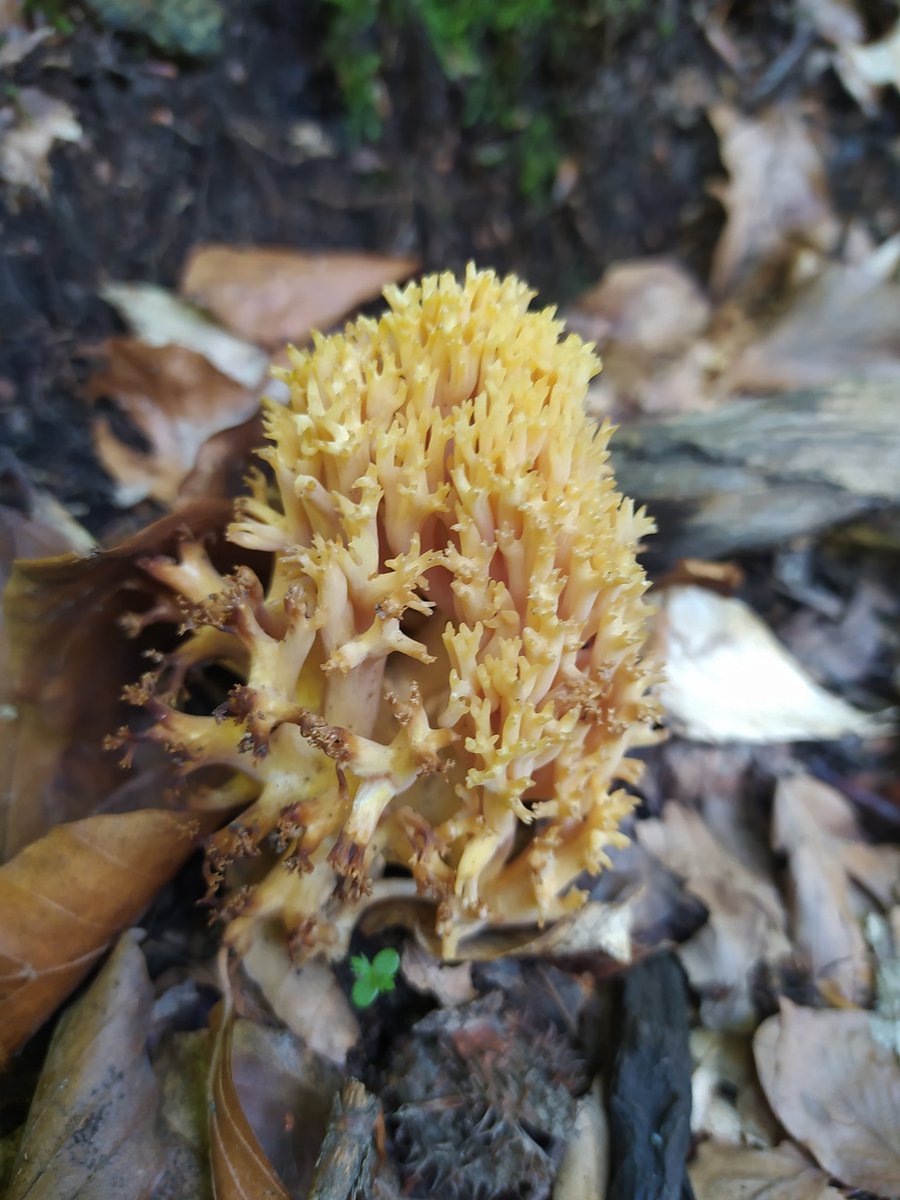 mushring's tweet photo. #ramaria #fungi #MushroomMonday #mushring https://t.co/8Qin5RONKq https://t.co/k9elsH612q