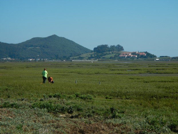 #PhDposition 📣 Interested in doing a PhD in #BlueCarbon ? We have an opportunity for you!!! experiments, fieldwork and remote sensing to unravel the impact of #InvasiveAlienSpecies  in saltmarshes carbon sinks. Instructions 👉fundacionih.es/1-investigador… Deadline: 27th of October!