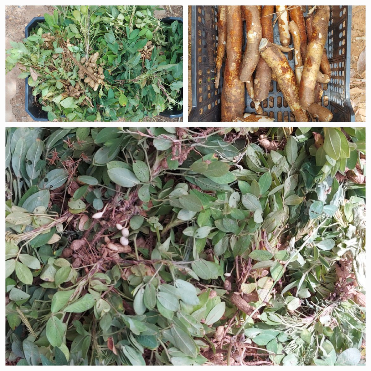 Tomono Farm tweet media