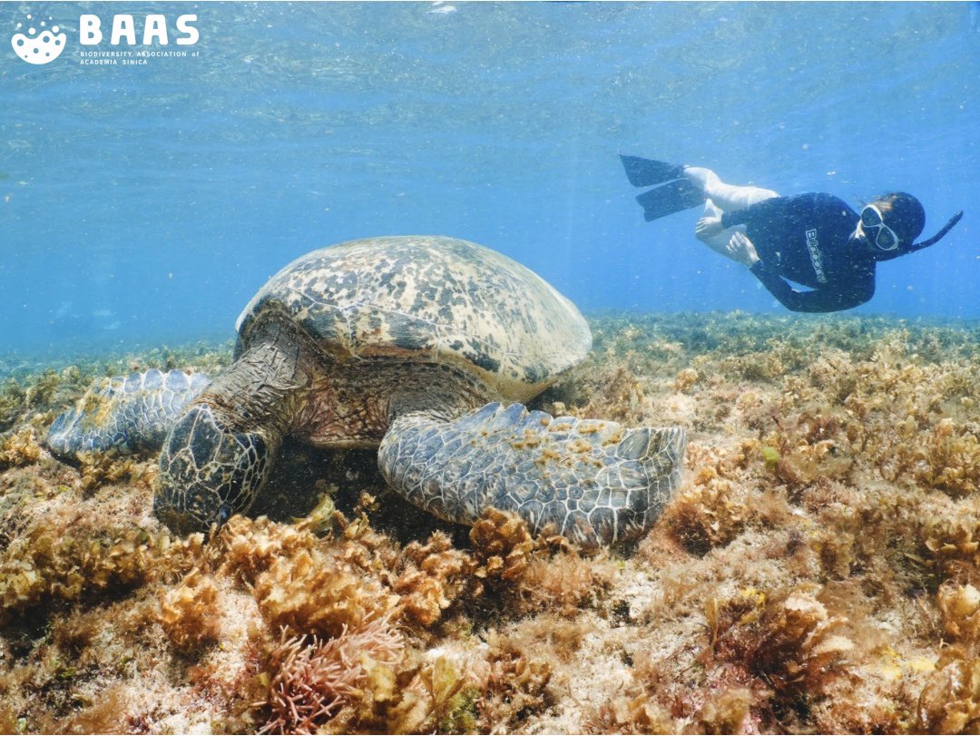 BiodivAssoc_AS's tweet photo. #InsightBAAS
What is your Turtlebook ID? Add me!!

In this month’s insight BAAS, we would like to introduce the TurtleSpot TW cofounder and TIGP Ph. D candidate Chia-ling Fong (海龜姊姊). https://t.co/sX1CtEfKQN