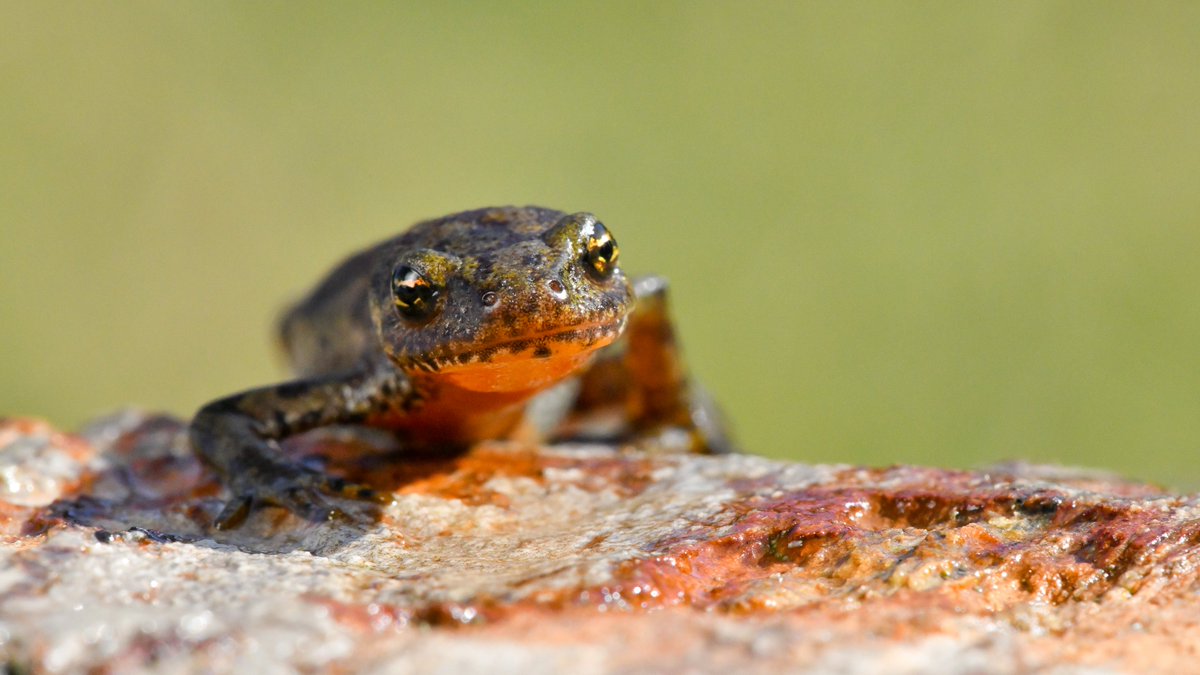 UNDPBiH's tweet photo. Due to unplanned🐟stocking, the newt population 🦎 in Prokoško Lake has seen a significant 📉. 
Efforts to deepen ponds &amp; create winter shelters are made to improve 🦎 habitat, ensuring the survival of the critically endangered 🇧🇦 mountain newt.👏
#SustainabilityOfProtectedAreas https://t.co/V5JFWx0wc6