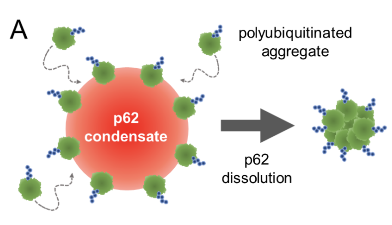 brangwynnelab (@brangwynnelab) on Twitter photo Congrats to coauthors PhD student Chang Choi & former PhD student <a href="/danielswlee/">Daniel SW Lee</a> & soon-to-be Prof <a href="/DavidWSanders2/">David W. Sanders!</a> on this really interesting paper showing how condensate interfaces can accelerate protein aggregation: Biophysical Journal cell.com/biophysj/fullt… Congrats to coauthors PhD student Chang Choi & former PhD student <a href="/danielswlee/">Daniel SW Lee</a> & soon-to-be Prof <a href="/DavidWSanders2/">David W. Sanders!</a> on this really interesting paper showing how condensate interfaces can accelerate protein aggregation: Biophysical Journal cell.com/biophysj/fullt…