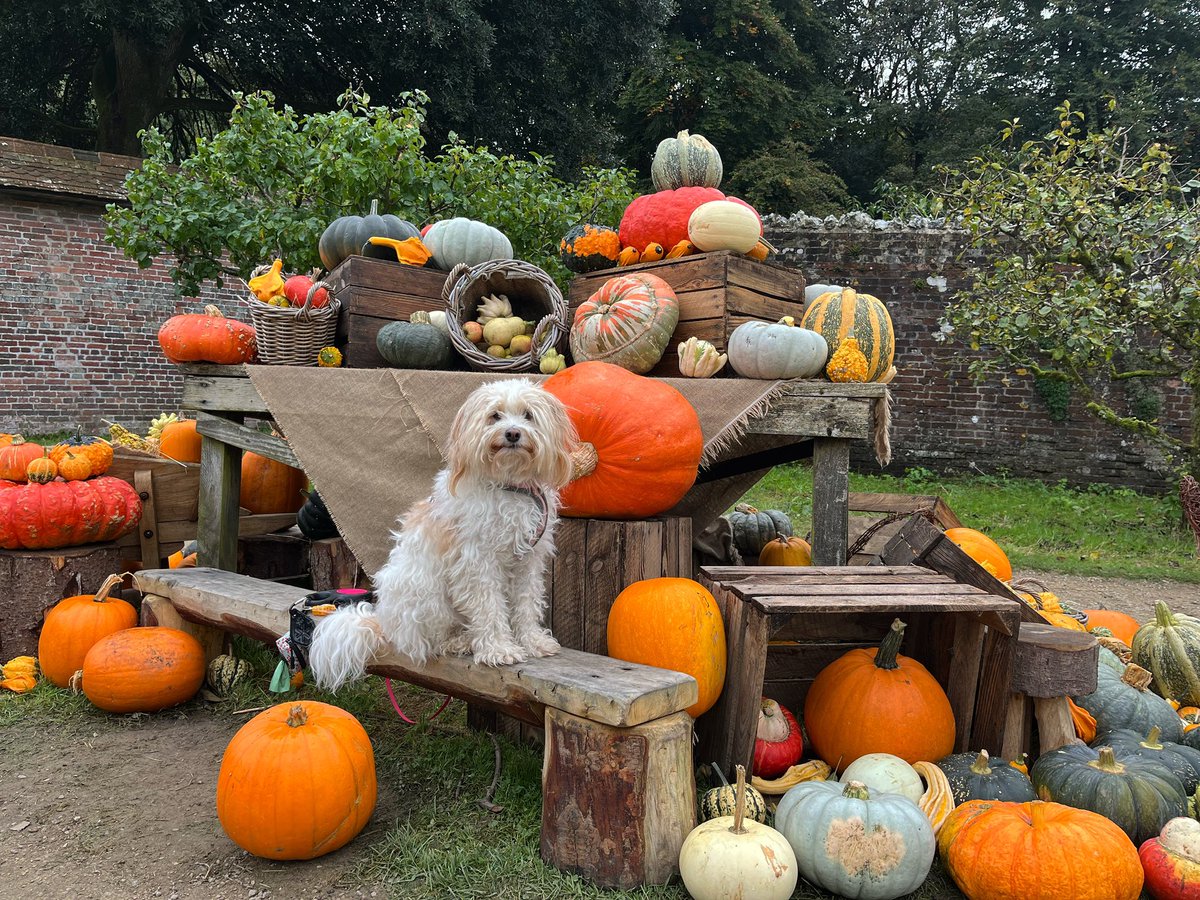 Maggie posing amongst the pumpkins <a href="/ntstourhead/">Stourhead</a> 🎃🍂💫