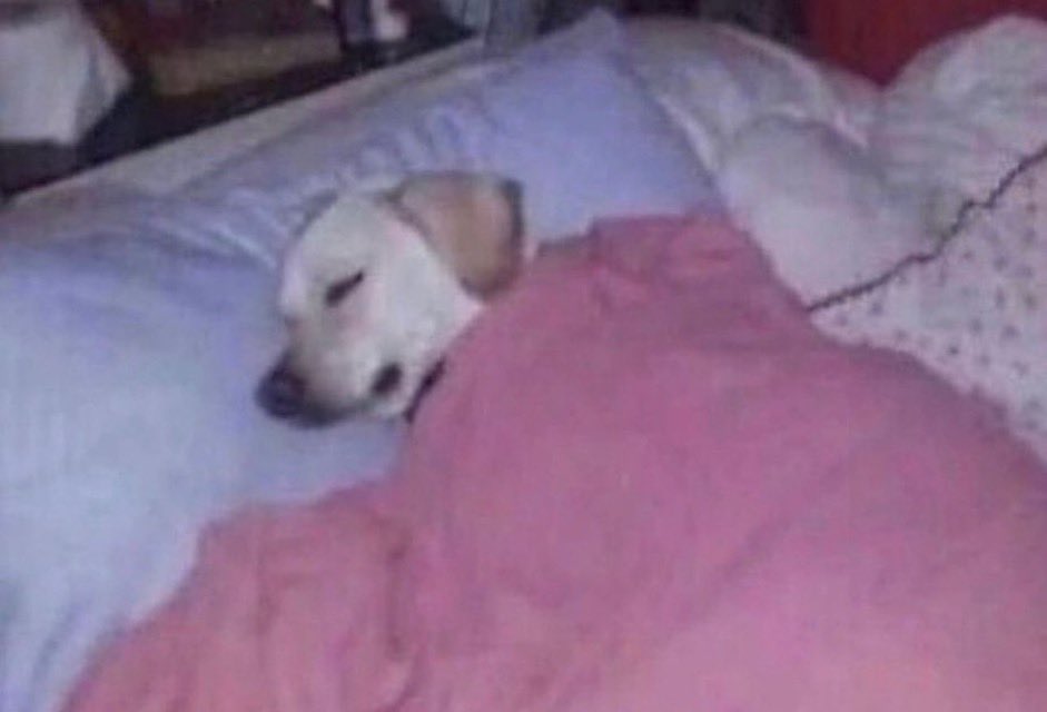 m4kebois's tweet photo. no tengo ganas de moverme de la cama pero no quiero desperdiciar el día https://t.co/fB4aawKhjW
