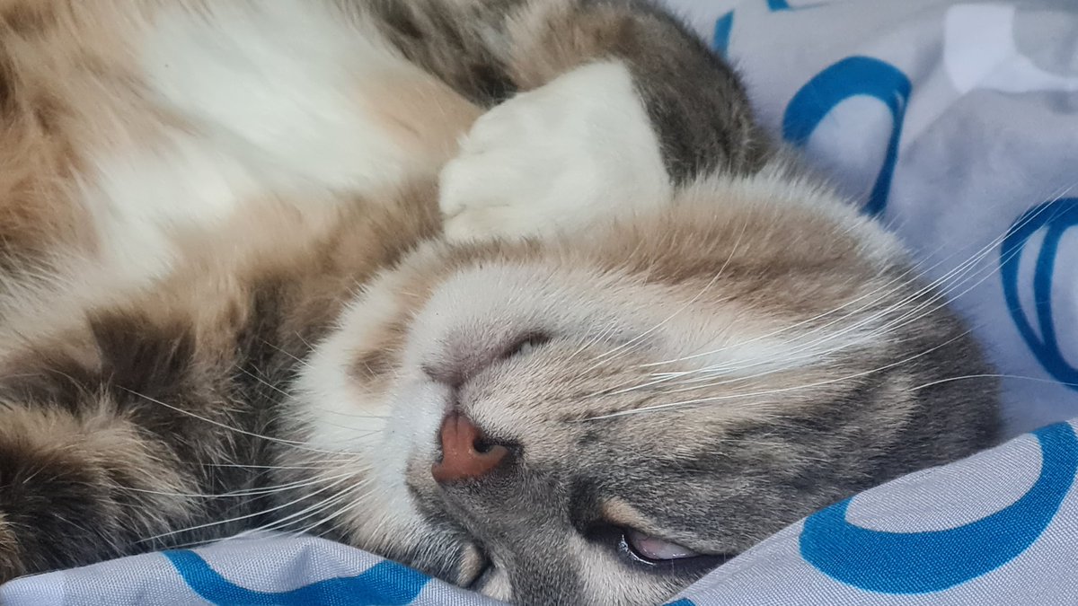 Clengear tweet media