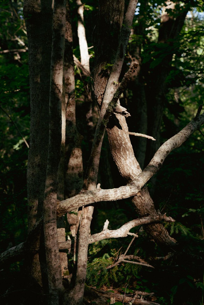 Emergence Magazine tweet media