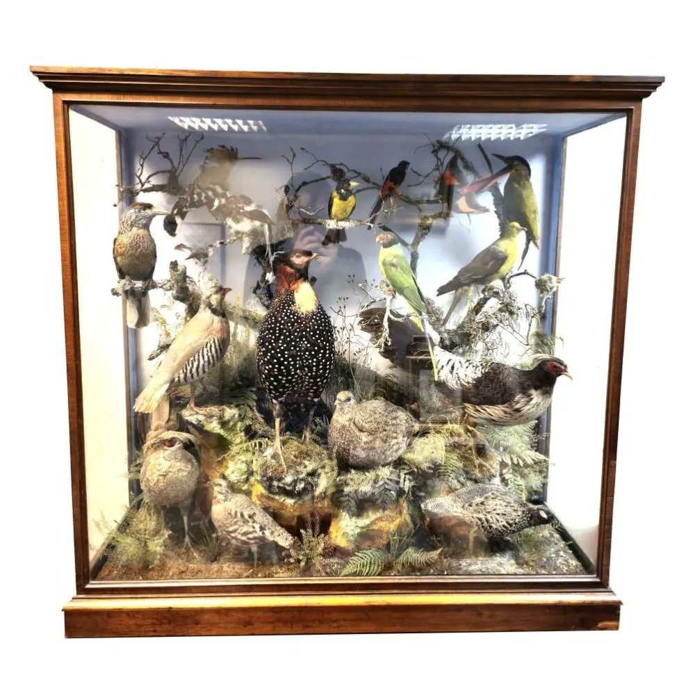 🦆🦃Stuffed - A collection of exotic stuffed birds from the 19th-century sold for €1,550 at our last auction 
#cavan #henrywardbeecher #henryward #taxidermy  #cabracastle #sheppardsirishauctionhouse #onlineauction #auction #auctions #antiques  #antiquetaxidermy