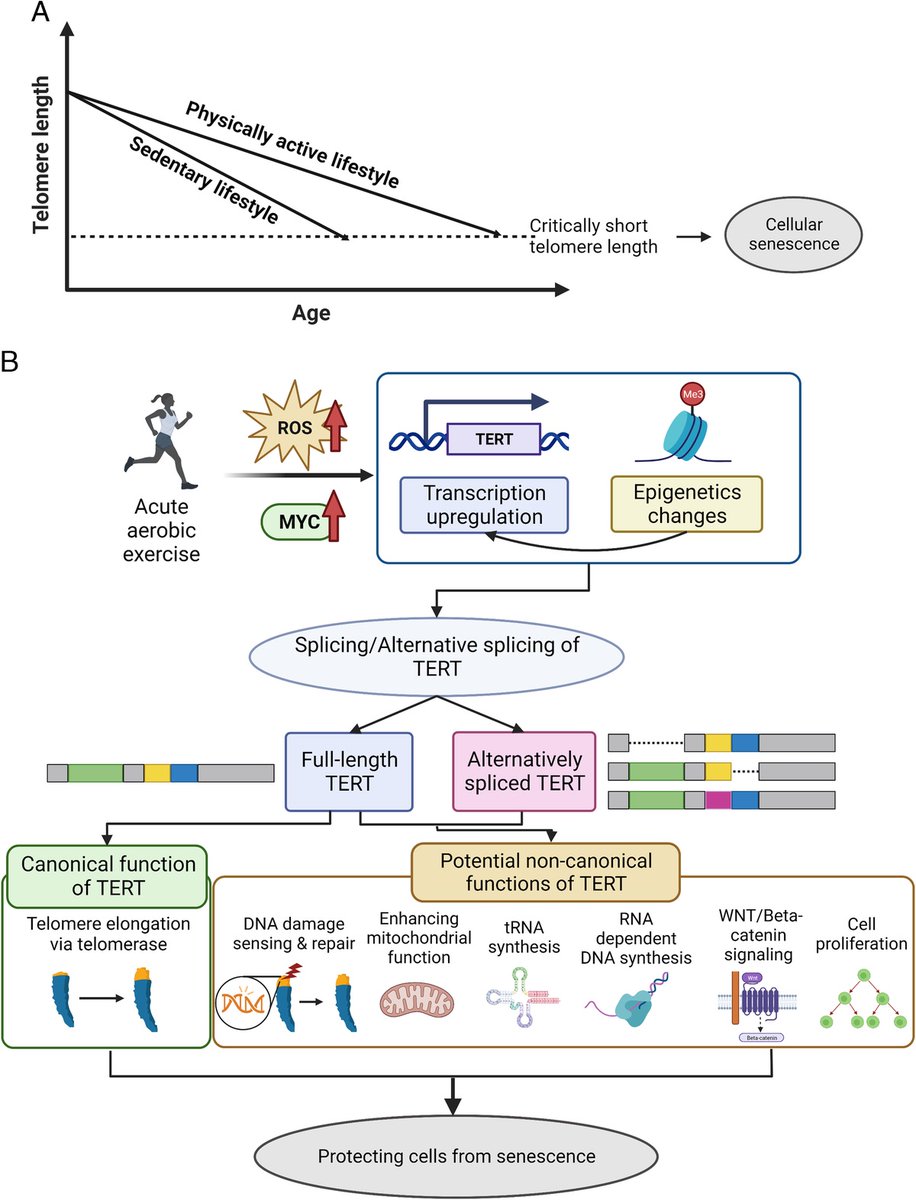 Exercise increases telomerase reverse transcriptase expression and telomerase activity, thereby promoting telomere maintenance and preventing cellular senescence and aging phenotypes. brnw.ch/21wDz0E

From <a href="/UMKines/">Michigan Kinesiology</a> 🔍