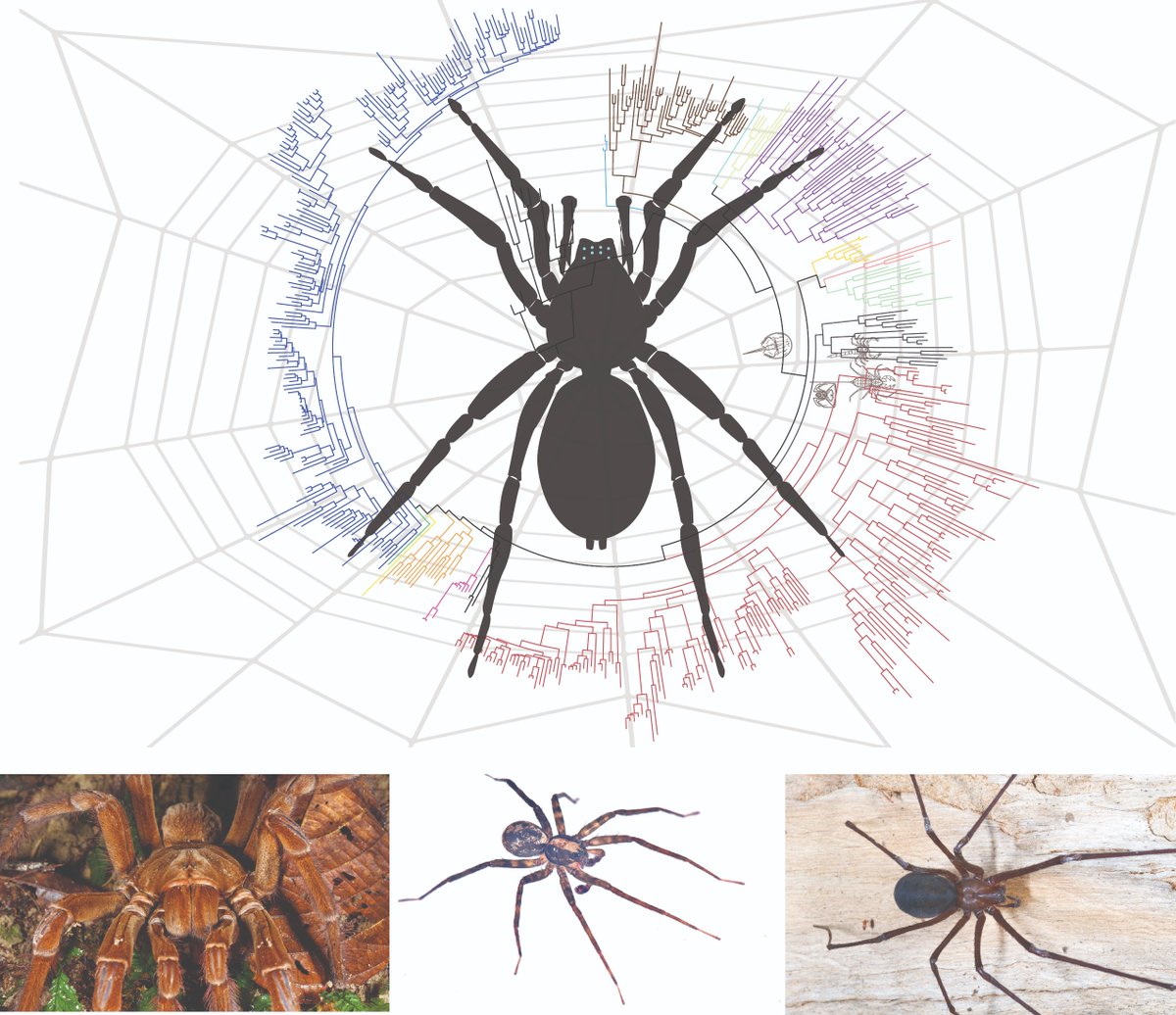 ⚠️#NewPaperAlert 𝐀d𝐯a𝐧c𝐞s i𝐧 𝐭h𝐞 𝐫e𝐜o𝐧s𝐭r𝐮c𝐭i𝐨n o𝐟 𝐭h𝐞 𝐬p𝐢d𝐞r t𝐫e𝐞 𝐨f l𝐢f𝐞: A r𝐨a𝐝m𝐚p f𝐨r s𝐩i𝐝e𝐫 𝐬y𝐬t𝐞m𝐚t𝐢c𝐬 𝐚n𝐝 𝐜o𝐦p𝐚r𝐚t𝐢v𝐞 𝐬t𝐮d𝐢e𝐬 
By Siddharth Kulkarni, <a href="/hannah_m_wood/">Hannah Wood</a> and, <a href="/GustavoHormiga/">Gustavo Hormiga</a>

onlinelibrary.wiley.com/doi/full/10.11…