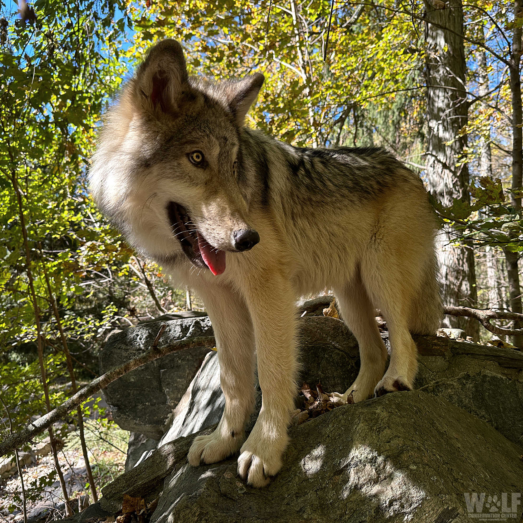 剛樹wolf 100-210 line6-20 wait80-150 剛樹wolf 100-210 line6-20 wait80-150 Line 6 | Spider V MkII