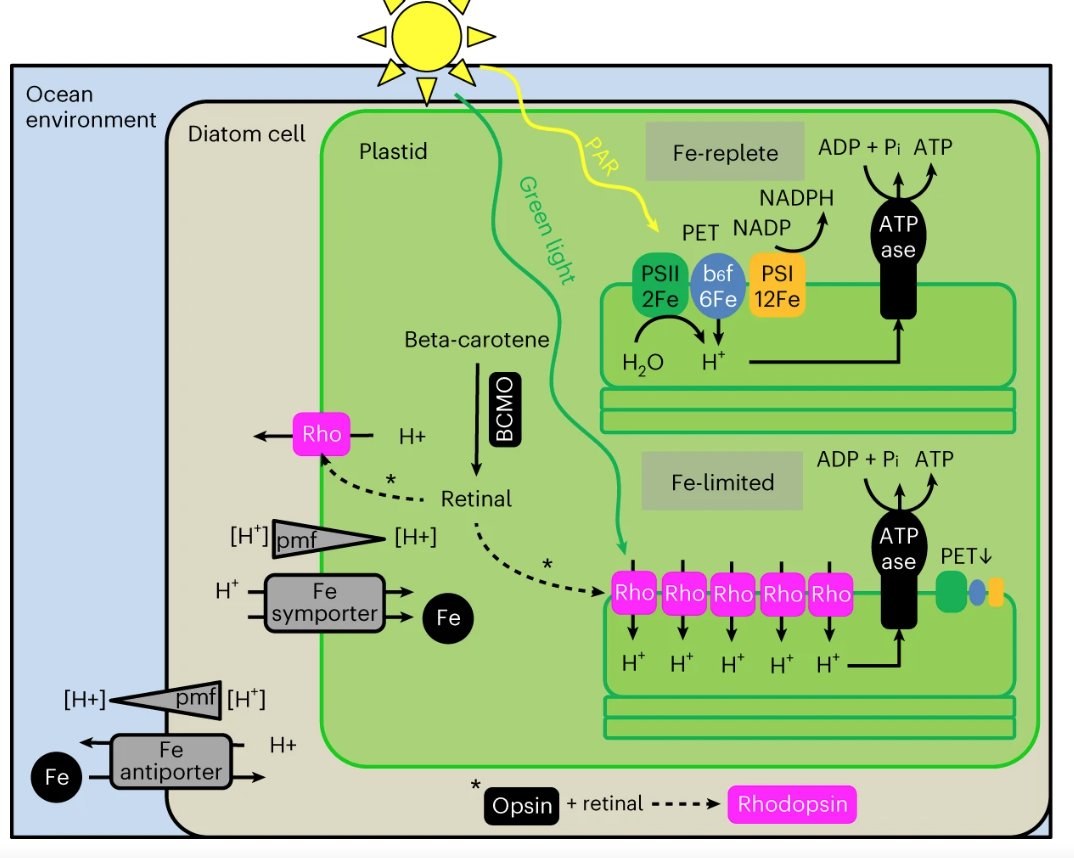 Thomas Mock (@th_mock) on Twitter photo Our new paper on the role of plastid-localized xanthorhodopsin in sustaining #diatom biomass and ecosystem productivity in iron-limited surface oceans. Kudos to <a href="/janstrauss1/">Jan Strauss</a> <a href="/Gao_SQ/">Shiqiang Gao</a> Charles Bachy and Longji Deng! #rhodopsin <a href="/ueaenv/">UEA School of Environmental Sciences</a> <a href="/NERCscience/">Natural Environment Research Council</a>
nature.com/articles/s4156… Our new paper on the role of plastid-localized xanthorhodopsin in sustaining #diatom biomass and ecosystem productivity in iron-limited surface oceans. Kudos to <a href="/janstrauss1/">Jan Strauss</a> <a href="/Gao_SQ/">Shiqiang Gao</a> Charles Bachy and Longji Deng! #rhodopsin <a href="/ueaenv/">UEA School of Environmental Sciences</a> <a href="/NERCscience/">Natural Environment Research Council</a>
nature.com/articles/s4156…