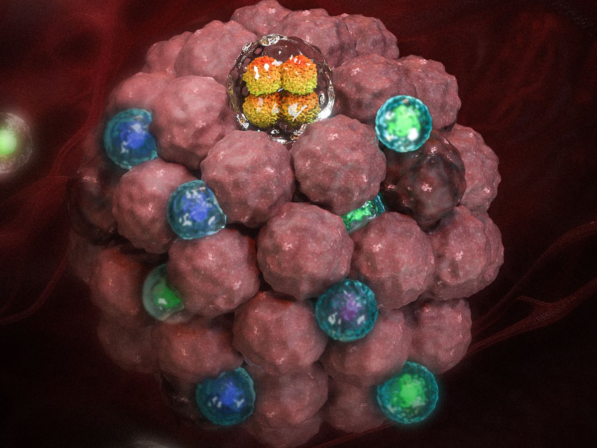 Researchers at @UclaCBE formulate nanocapsules that boost antitumor #Tcell responses and can potentiate standard checkpoint blockade #immunotherapy in mice by delivering hydrogen peroxide and lactate oxidase to break down #lactate. scim.ag/4tv
