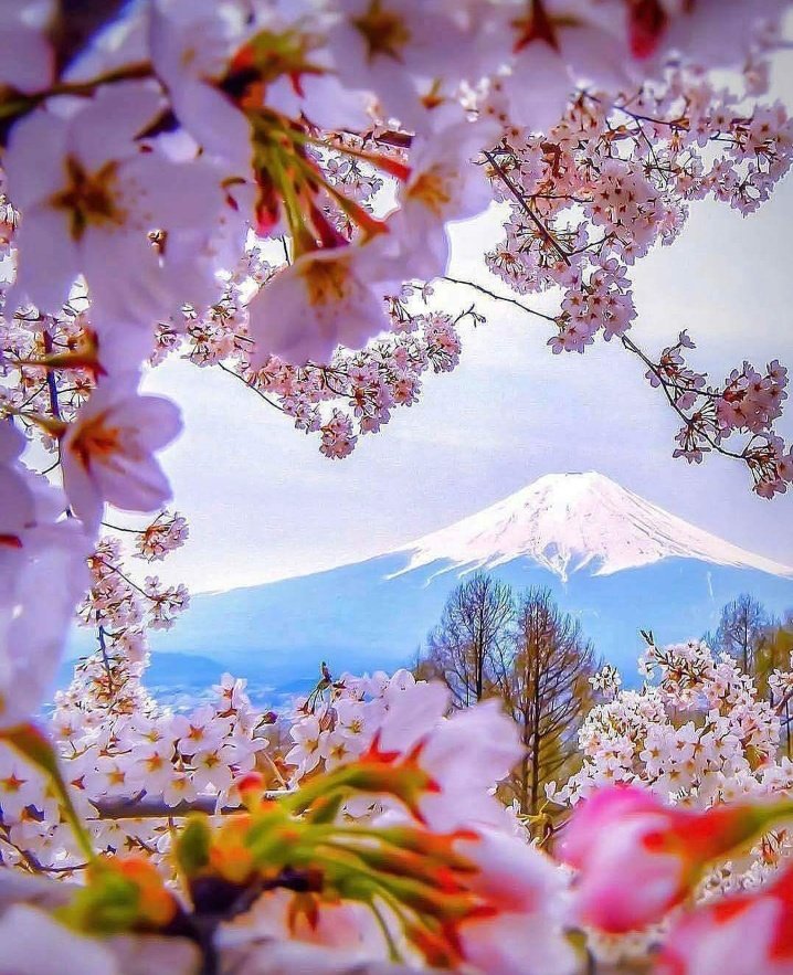 What a view unique flower color