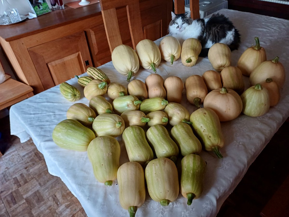 38 allotment squash, Cairo can't believe it! It's frosty now so had to get them picked! 
#allotmentlife #hedgewatch #CatsOfTwitter