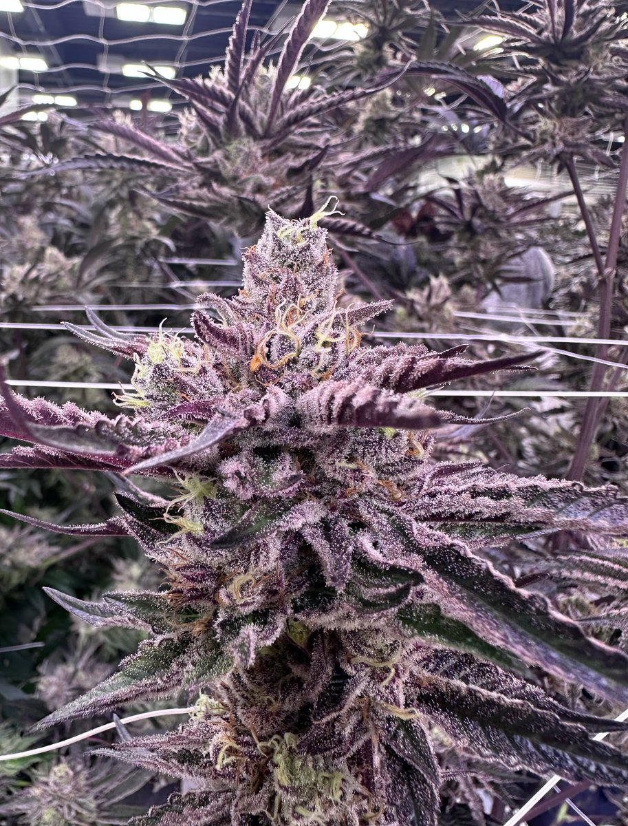 House Of Dankness tweet media