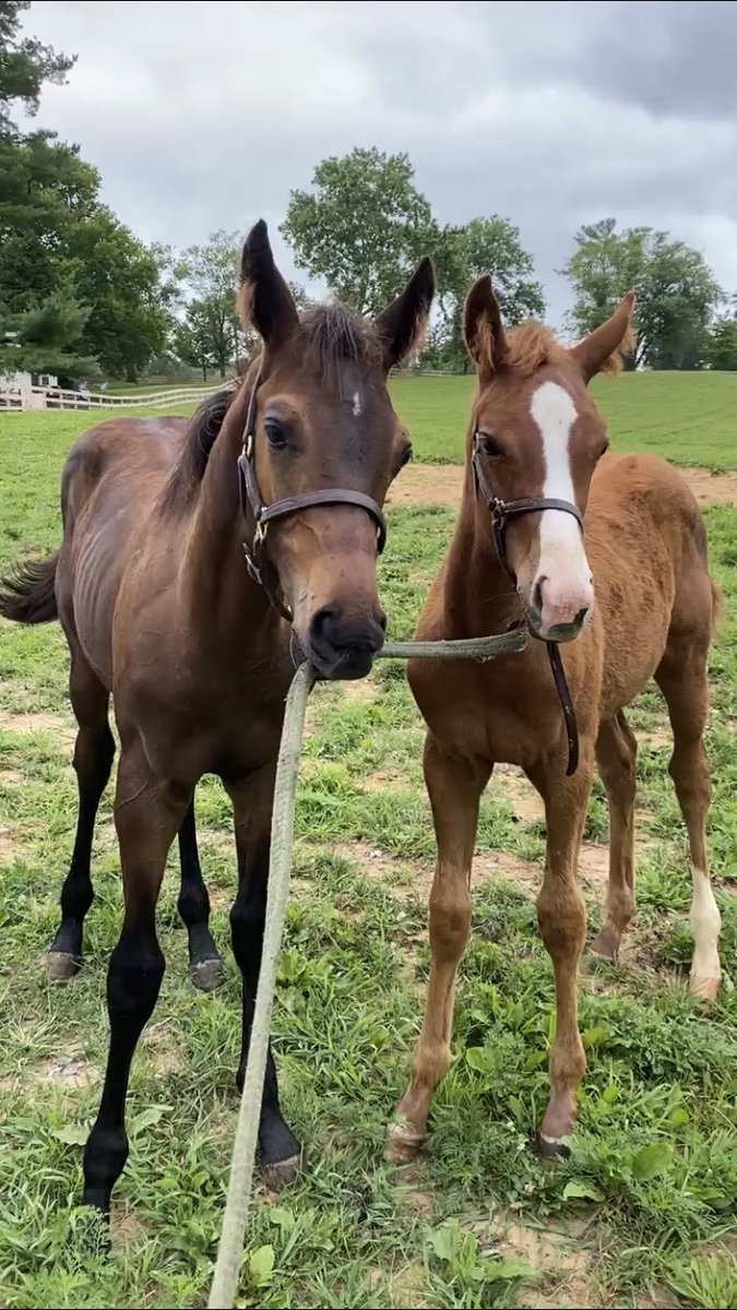 Chris Brown (@browch05) on Twitter photo A little over 3 years ago we took this photo of Cyrus and Poe. This weekend they are both entered to race <a href="/LaurelPark/">The Maryland Jockey Club, Inc.</a>. Hard to even wrap my head around it. #RollCyrusRoll #GoPoeGo A little over 3 years ago we took this photo of Cyrus and Poe. This weekend they are both entered to race <a href="/LaurelPark/">The Maryland Jockey Club, Inc.</a>. Hard to even wrap my head around it. #RollCyrusRoll #GoPoeGo