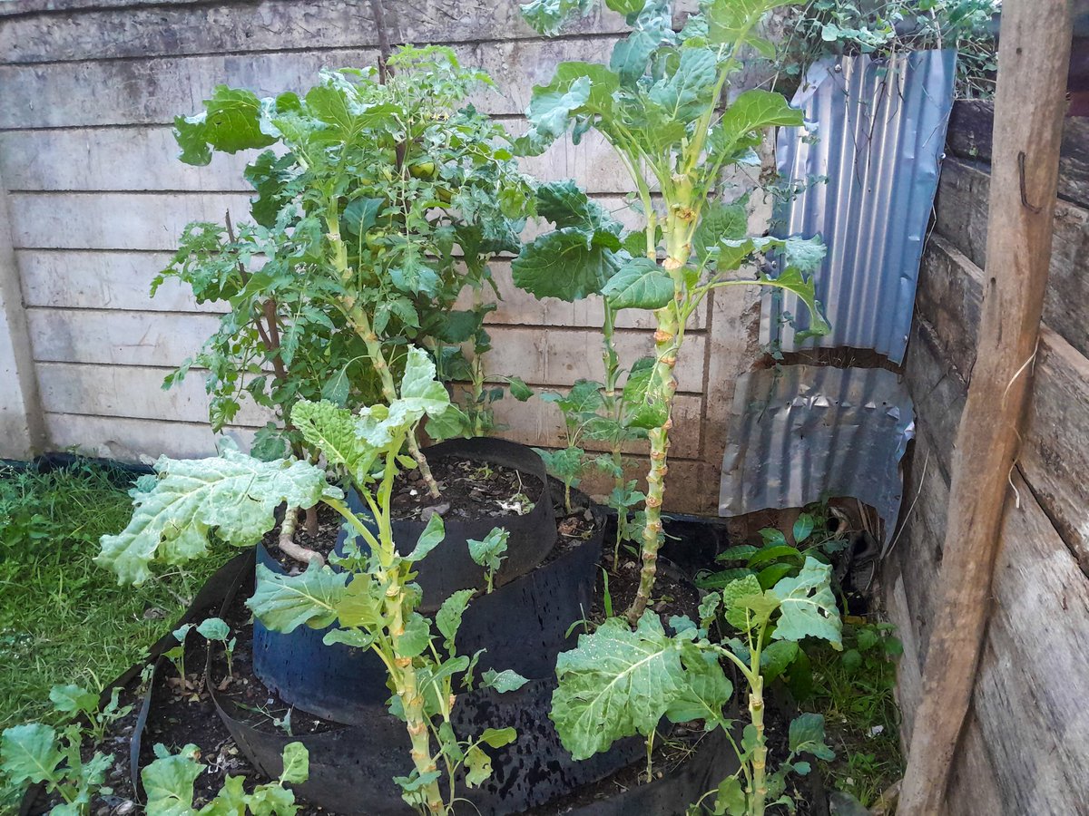KJamtaka's tweet photo. On this #WorldFoodDay2023, we urge everyone to embrace kitchen gardening, especially in the urban areas.  This is our 100% organic demo farm. 
#FoodSecurity 
#NJAARevolution https://t.co/7gTm0hQKOM