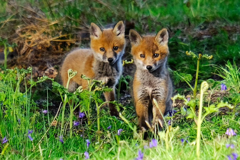 These 🦊 cubs are relying on #vegans to remove the land from animal farming & create wild spaces for them where they can no longer be persecuted. 

Please donate to #DairylandBuyout6 

#CompassionInAction #Vegan #Rewild 
#RestoreNatureNow #StateOfNature

globalvegancrowdfunder.org/dairylandbuyou…