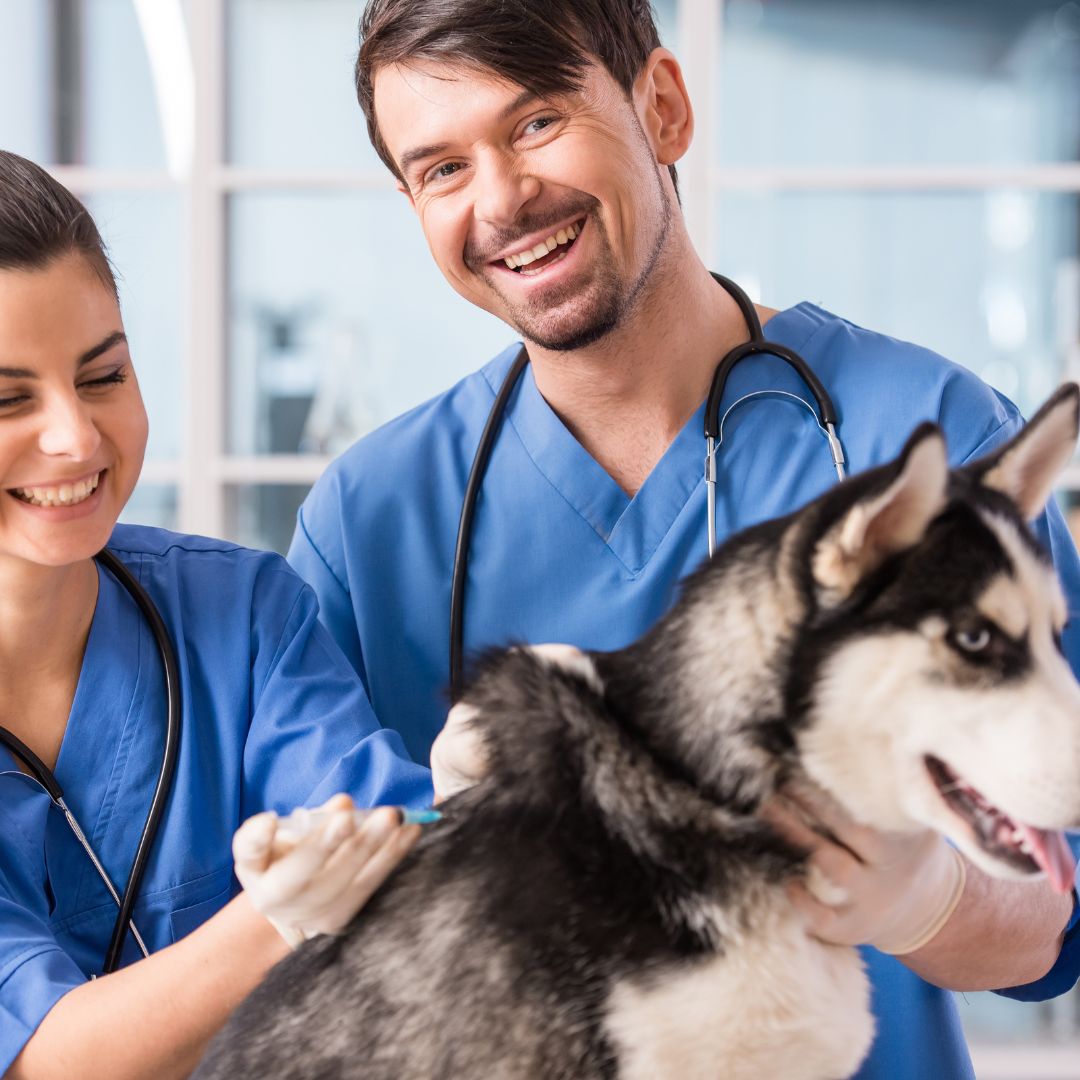 VetriMax's tweet photo. Fur-tastic adventures with VetriMax! 🌟 Because every tail deserves a happy wag! 🐕💖 

Email info@vetrimaxproducts.com or Call (855) 289-8629 https://t.co/6RlA4bA8IG
