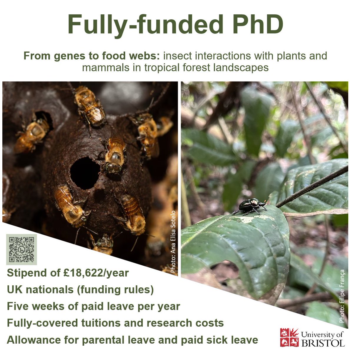 🚨Black heritage PhD studentship, please RT🚨
How do forest disturbances affect tropical insect food webs? 🌴🌳🪲🐝🌳🌴👩🏾‍🔬🧑🏿‍🔬🧑🏾‍🎓👩🏿‍🎓
Interested in tackling this question? Come work with me, <a href="/polybispo/">Polyanna Bispo</a>, @chris_LeDuck, and others <a href="/BristolBioSci/">University of Bristol Biological Sciences</a>. Check bit.ly/3QkdvLu 
🧵(1/5)