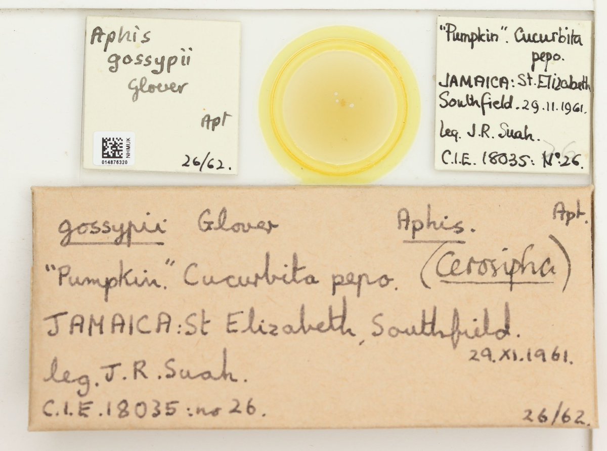 NHM_Digitise's tweet image. It's #pumpkin season ✨🎃👻
 
These aphids were found on pumpkins and collected for @NHM_London. They are part of our grand project to digitise our #Aphidoidea collection. 

It's the largest microscope slide collection in the museum and you can explore it all on our #dataportal.